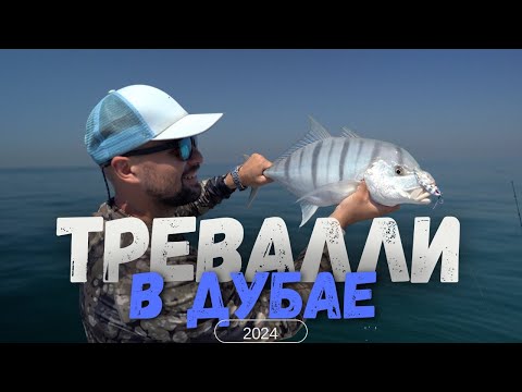 Видео: Ловля Голден Тревалли в Дубае