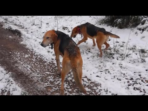 Видео: ГОН ПО ПЕРВОМУ СНЕГУ. Русские гончие  Аргон и Лайма  вл. Шатров В.А.#охотасгончей#топ#hunting