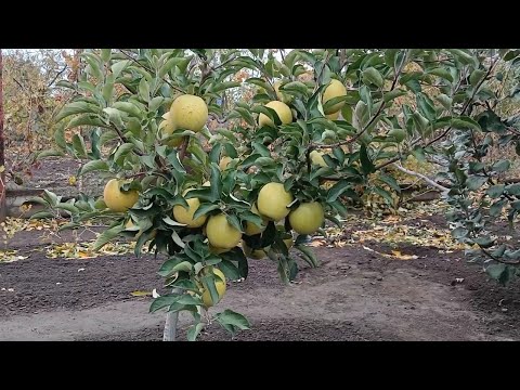 Видео: 💚 ОДИН З КРАЩИХ СОРТІВ!!! 💚 ЯБЛУНЯ ГОЛД РАШ!!! 💚