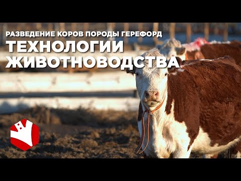 Видео: Разведение коров породы герефорд | Технологии животноводства