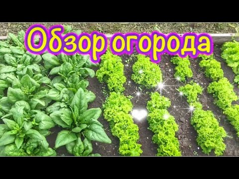 Видео: ОБЗОР ОГОРОДА 26.06.2021🥕Наш огород 2021🥬ОБЗОР ОГОРОДА июнь🍅