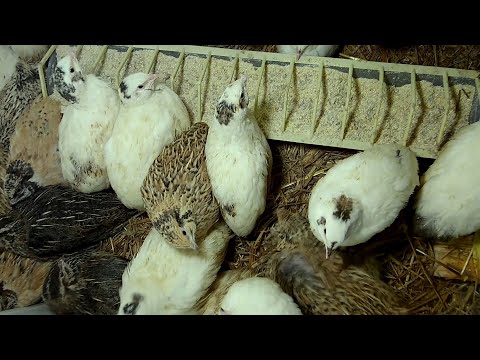 Видео: ТЕХНОЛОГИЯ ВЫРАЩИВАНИЕ ПЕРЕПЕЛОВ ОТ ПОКУПКИ ЯИЦ ДО ПЕРВЫХ ЯИЦ ЗА 60 ДНЕЙ