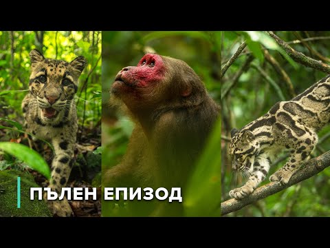 Видео: Дивото тренировъчно поле на гибона Самар | В дивата Индия 101