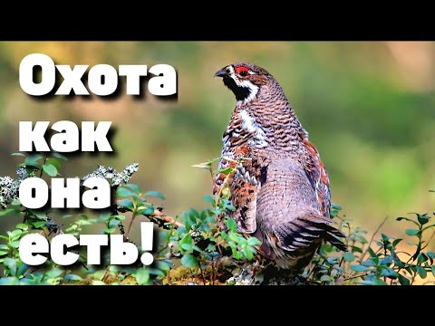 Видео: День, когда тайга ожила. Настоящая охота на рябчика без постановки!