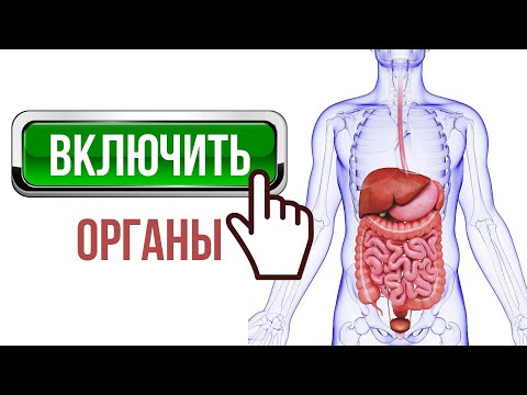 Видео: ВКЛЮЧИТЬ ОРГАНЫ ПИЩЕВАРЕНИЯ 💡 Желчный пузырь, печень, желудок, кишечник, поджелудочную