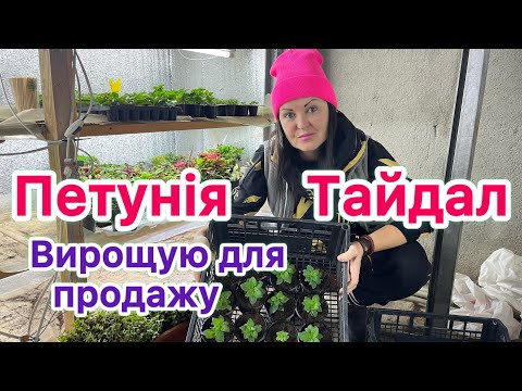 Видео: Петунія Тайдал. Вирощую квітку для продажу