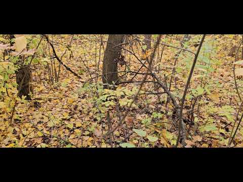 Видео: Хомус в осеннем лесу