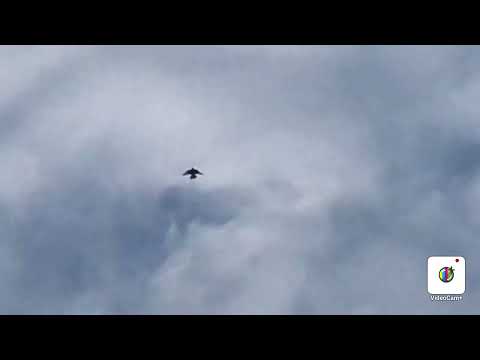 Видео: Посадка  Рябой голубки￼