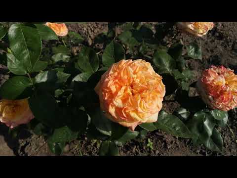 Видео: Henri Delbard rose / Троянда Анрі Дельбар.