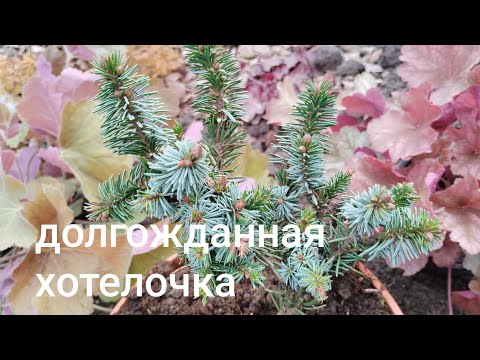 Видео: 7.11.25# новинки для сада#