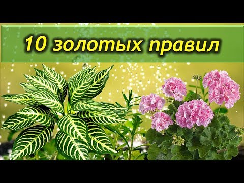 Видео: 10 золотых правил ухода за комнатными растениями. Это должен знать каждый цветовод.