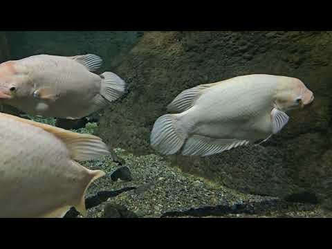 Видео: Ailand/Океанариум/Русалка/ТРЦ Керуен/Наш обед/Ноябрь 2025г /Астана