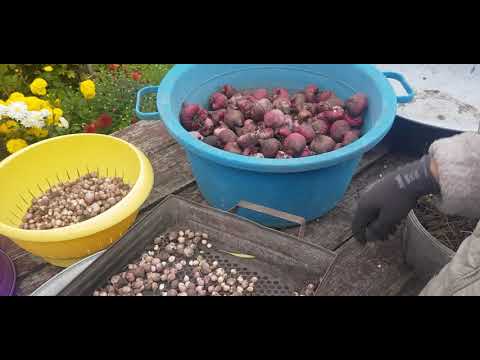 Видео: Готовлю гладиолусы на хранение .