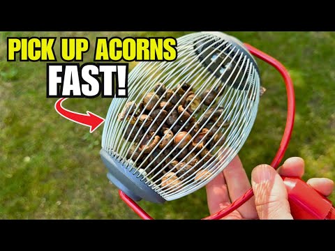 Видео: Я проверил 4 способа сбора желудей — только ОДИН действительно сработал!