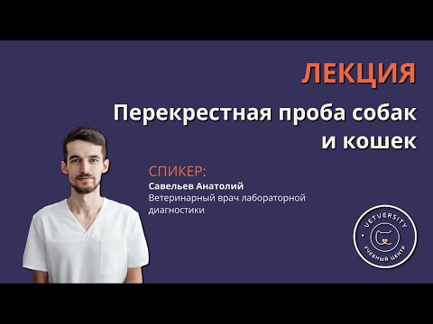 Видео: Перекрестная проба собак и кошек