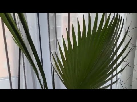Видео: Моя пальма из семян)) Вашингтония