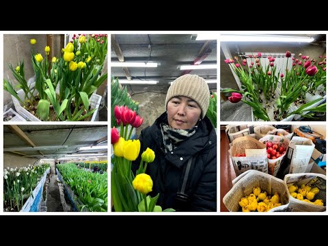 Видео: Үйүнүн жер төлөсүн жоогазын «талаасына» айландырган Кайыргүл Ботобаева