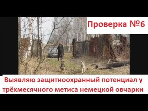 Видео: Тестирование щенка немецкой овчарки (метис).