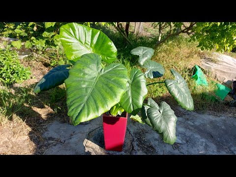 Видео: Растение ГИГАНТ! Алоказия. Уход, размножение.