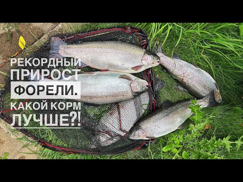 Видео: Рекордный рост форели в домашнем пруду. Какой корм лучше?!