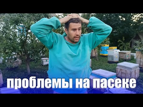 Видео: Проседают семьи и слетают пчелы с улья, что делать? гибнут пчелы осенью т клеща