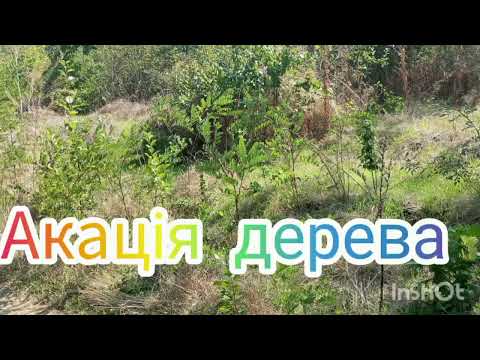 Видео: Акація дерева дуже гарний спів птахів#домашнітваринки #природа 