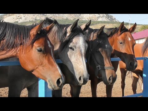 Видео: Арабская чистокровная лошадь. Терский конный завод. Породы лошадей