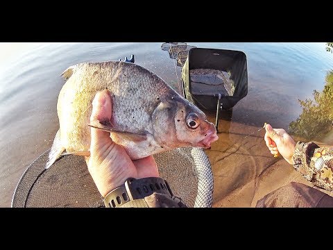 Видео: Река матушка Волга. Ловля  леща на фидер и отдых на природе.