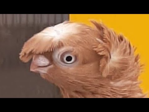 Видео: Узбекские голуби Pigeons الحمام Tauben  merpati کبوتر 鴿子 ハトkaʙūtar güvercinler porumbei 8/11/25