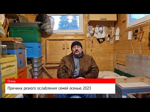 Видео: 📕 Почему этой осенью так ослабли пчелиные семьи 📕