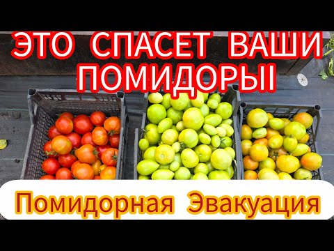 Видео: Спасём помидоры от холодов: Убираем урожай в сентябре — как спасти даже зелёные плоды‼️