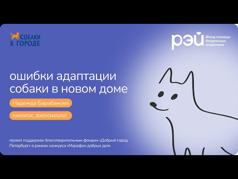 Видео: Ошибки адаптации собаки в новом доме