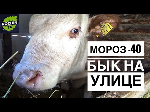 Видео: Наши животные в суровую  зиму