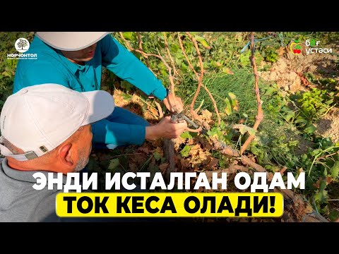 Видео: УЗУМНИ ЯНГИЧА УСУЛЛАРДА КЕСДИК! | ШУҲРАТ АБРОРОВ #shuhratabrorov #uzum #uzumchilik #kesish #shakl