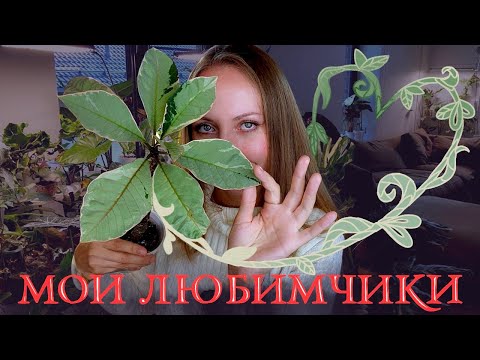 Видео: ЛЮБИМЫЕ Растения: кем любуюсь больше всего