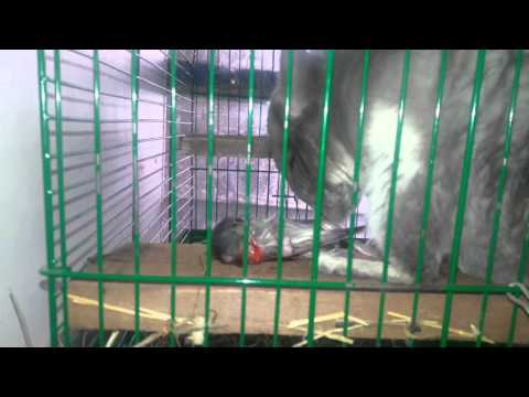 Видео: Шиншилла рожает малыша на полке! Почему в родильной у Шиншиллки не желательны полки!