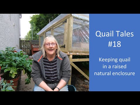 Видео: Рассказы о перепелах №18 Содержание перепелов в естественном загоне