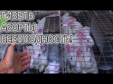 Видео: ЖАРА И ЖИВОТНЫЕ.