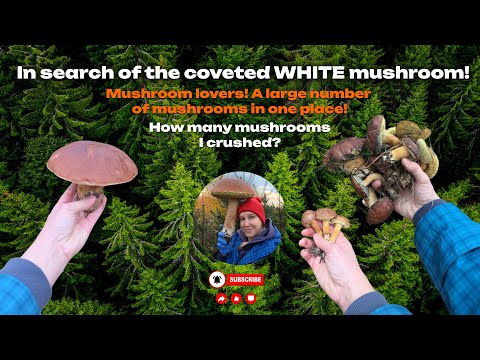 Видео: Нереальний Велетень у лісі! 🌲 Хто сварився, хто сміявся, а хто знайшов скарб? ASMR forest