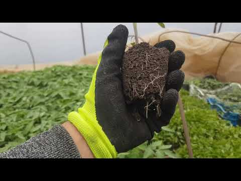 Видео: Оранжерийни домати #5 (Засаждане на постоянно място)