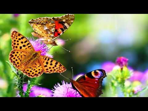 Видео: Роберт Адамс. 201. Вас просто здесь нет. NikOsho.