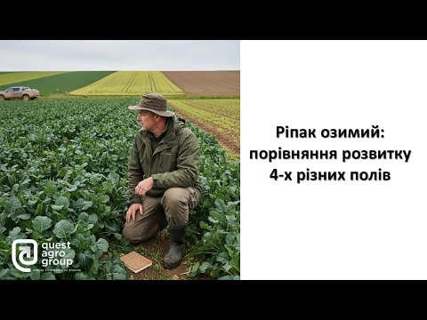 Видео: Ріпак озимий: порівнюємо розвиток рослин на 4-х різних полях