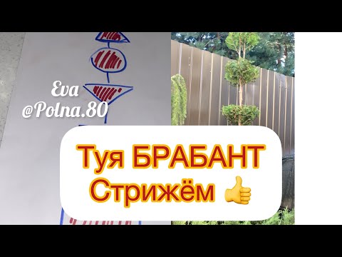 Видео: Туя Брабант, интересное решение