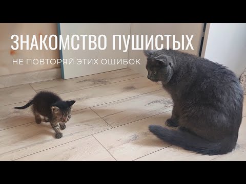 Видео: Коты воюют? Сделай ЭТО и наступит мир