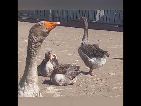 Видео: Гуси Крупно серые и Ландские. Содержание,  разведение.