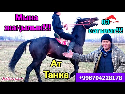 Видео: Сары Өзөн командасында ойногон 83 Аргымагы сатууга чыкты!!! Тел:+996704228178.