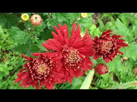 Видео: Хризантема ШАПКА МОНОМАХА