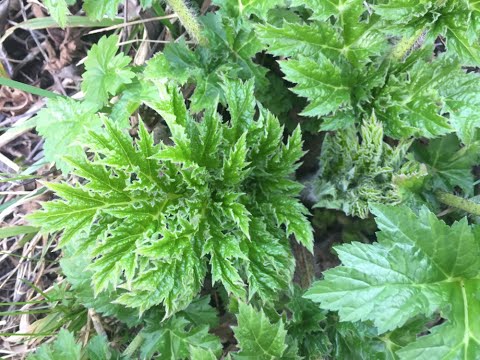 Видео: Идентификация молодого гигантского борщевика, Heracleum mantegazzianum