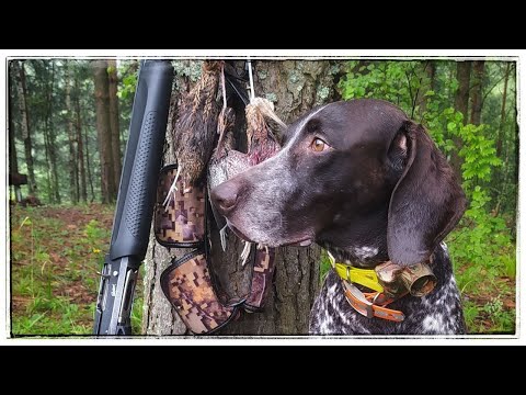 Видео: ОТКРЫТИЕ ОХОТЫ 2023 ПО ДУПЕЛЮ С ЛЕГАВОЙ СОБАКОЙ