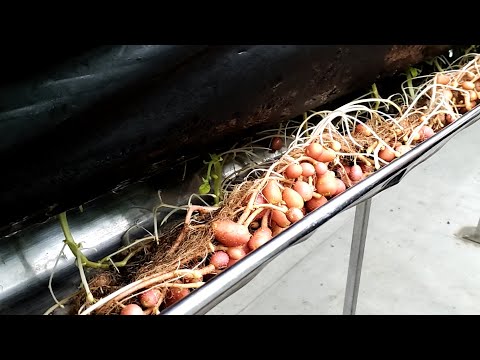 Видео: Мини-клубни методом аэрогидропоники. Использование СТИМИКС. Харченко А.Г.